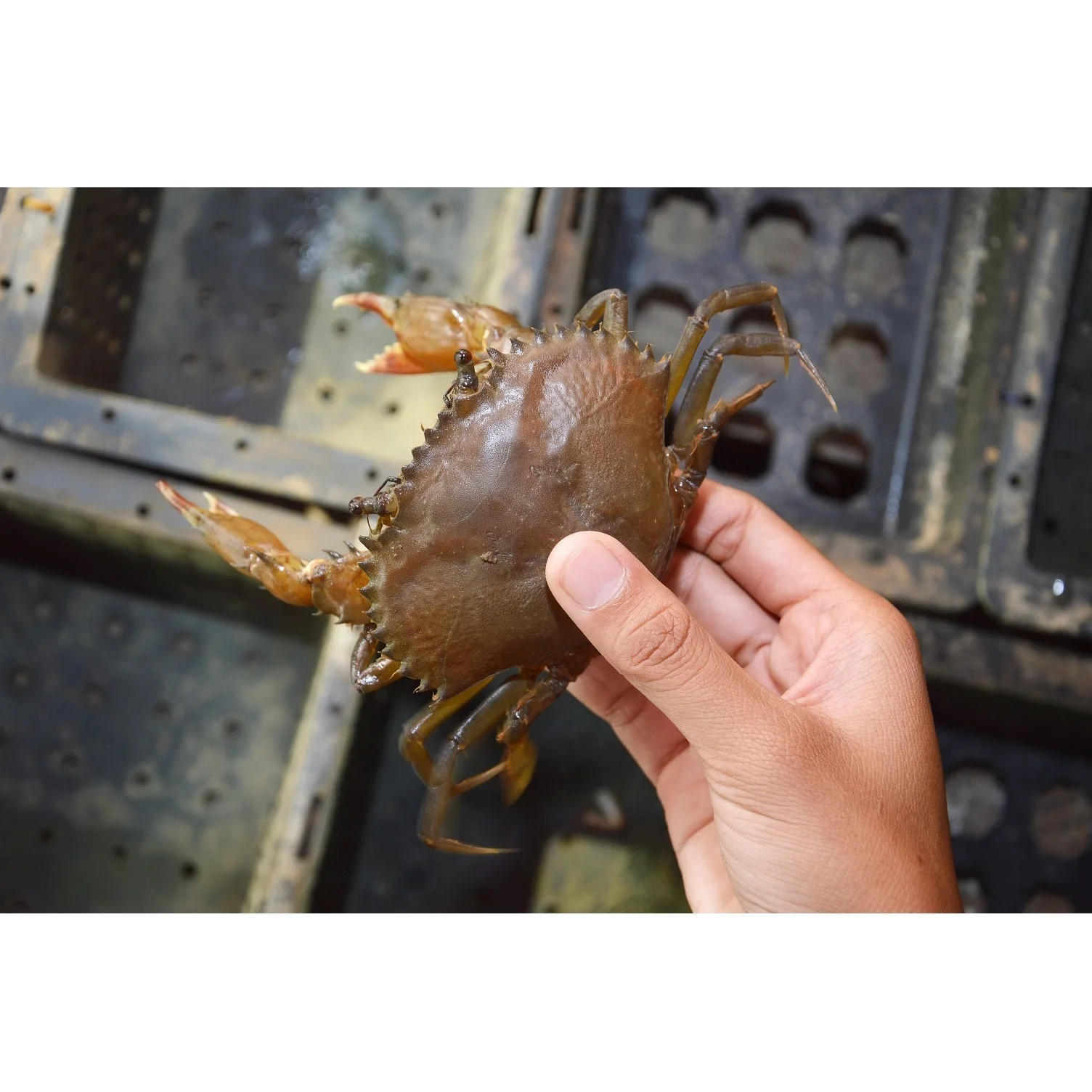 Top Quality Best Fresh Seafood Delicious (200-UP gm/pcs) IVP 5 kg/ctn Whole Clean Frozen Soft Shell Crab