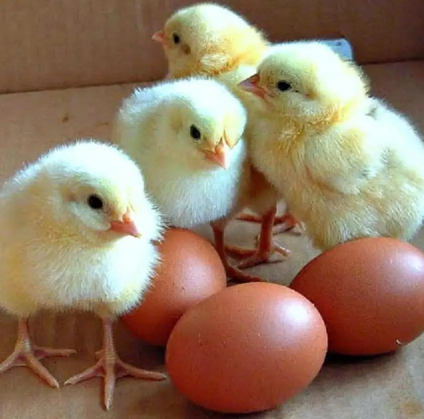 Chicken Eggs Ostrich Eggs, Chicken Eggs, Turkey Eggs Fresh Table Eggs Brown And White Farm Fresh