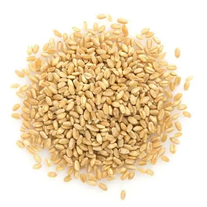 Spikelets Grains With a Lot Of Useful Elements Food Grade Wheat