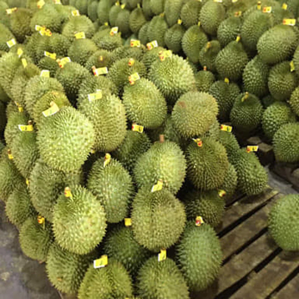 
Fresh Durian from VietNam, High quality and good price, carefully packaged (Ho Chi Minh Port) 