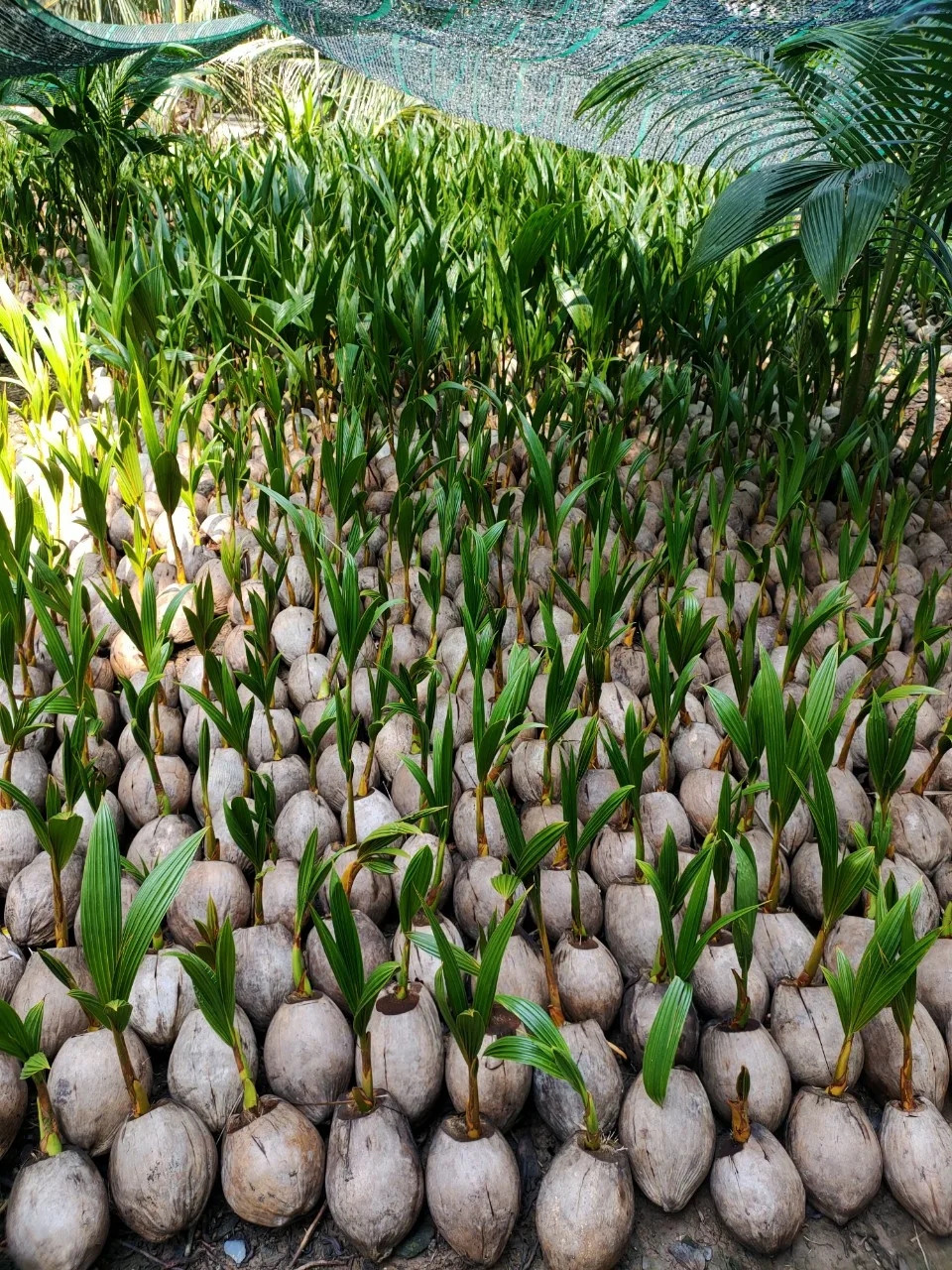 Кокосовое рассады/кокосовое дерево/молодое кокосовое растение вьетнамская Дельта (MS LAURA + 84 896611913)