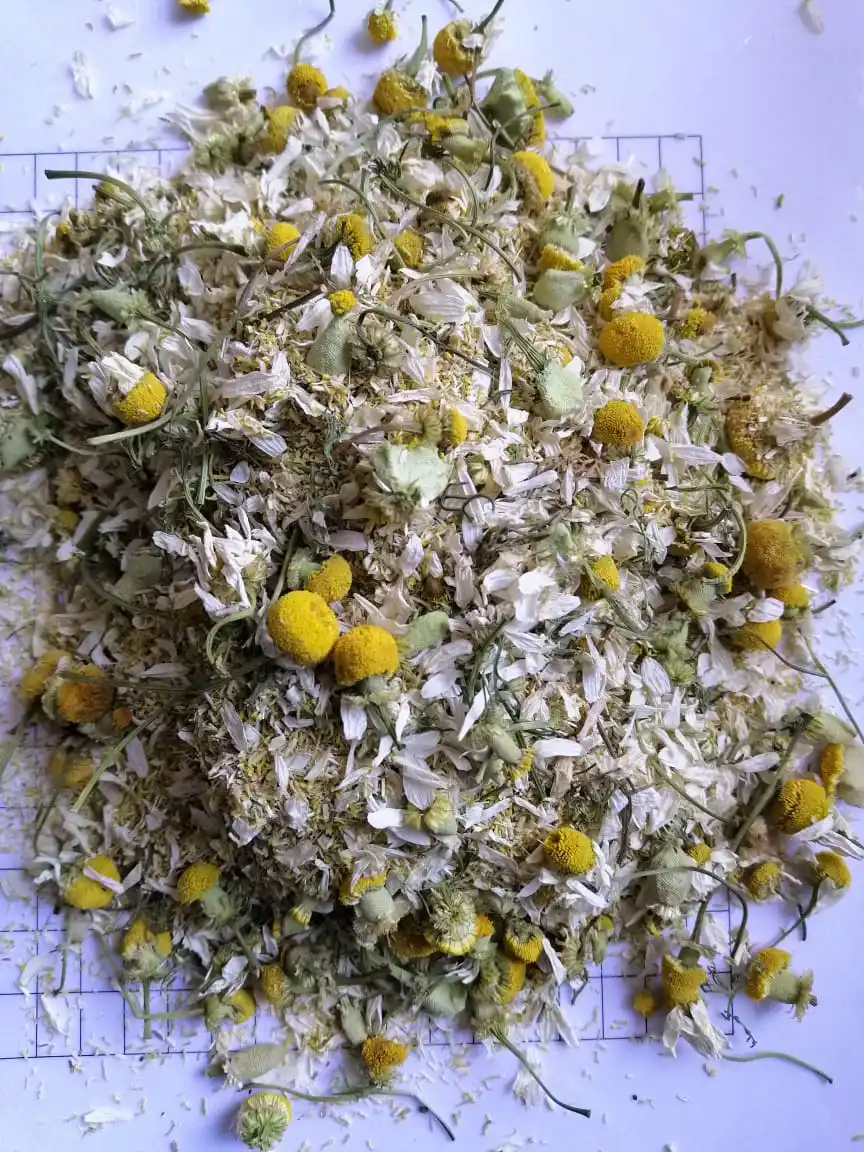 chamomile for industrial purpose like chamomile oil Matricaria cheap price flowers have long stem chamomile powder and petals