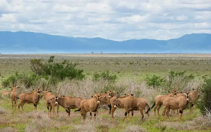 3 DAY TSAVO EAST AND WEST LUXURY SAFARI