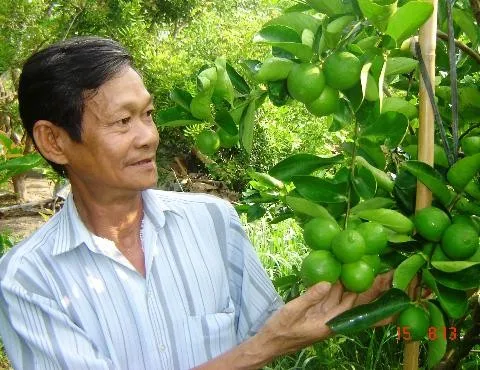 VIETNAM SEEDLESS LIME GREAT QUALITY FOR TRADER WHATSAPP WECHAT VIBER 0084326572671