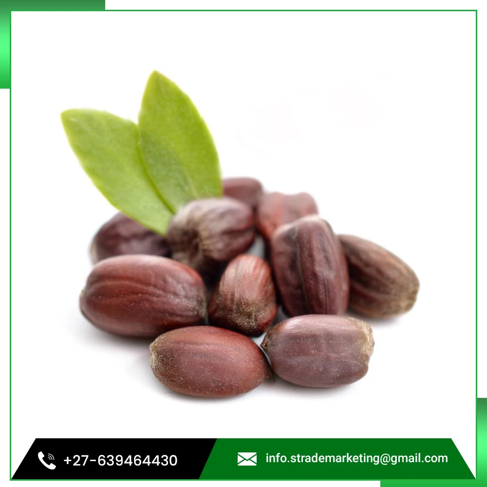 
Bulk Wholesale Pure Cold Pressed Jojoba Seeds 