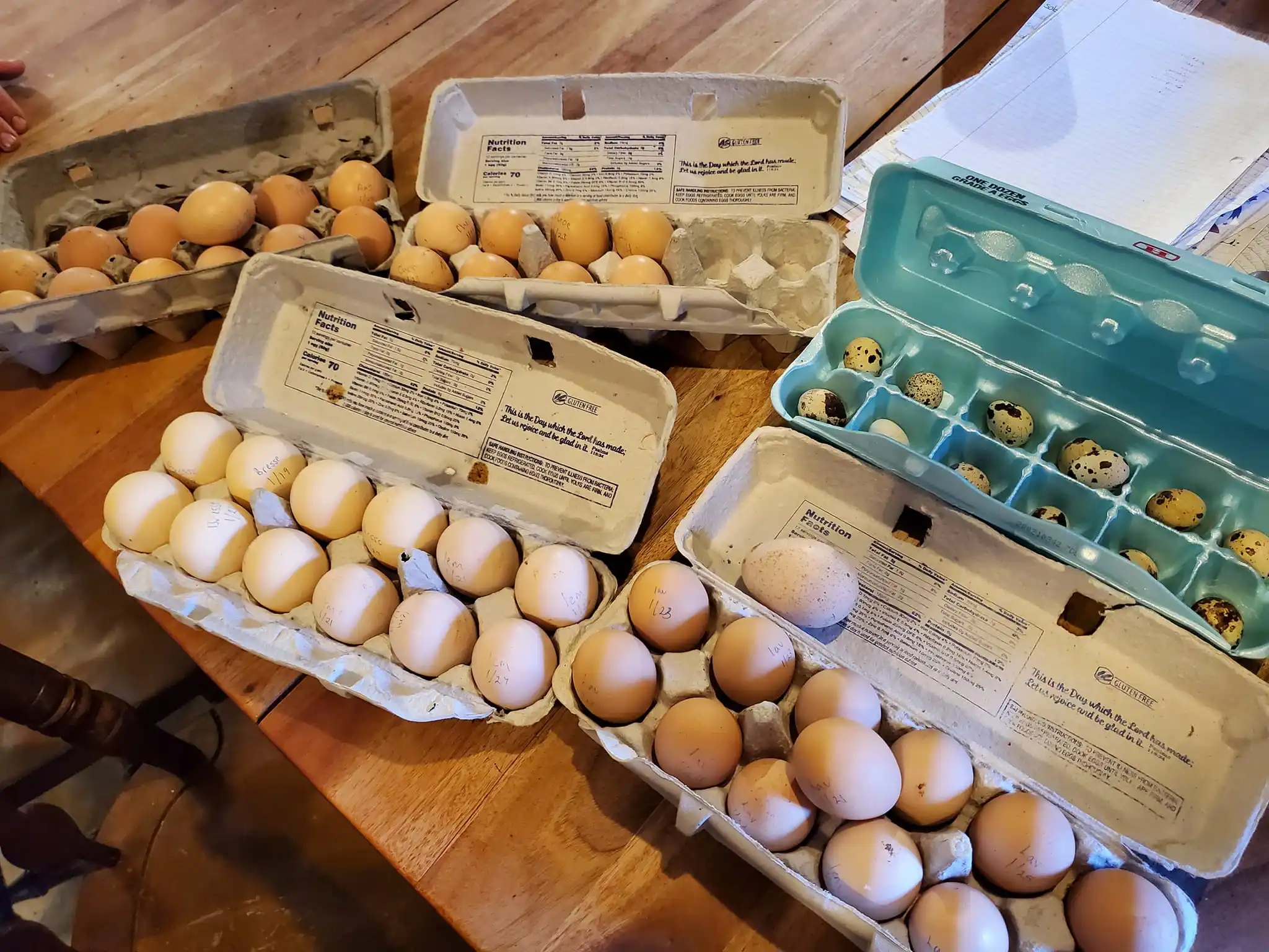 Farm Fresh Quail Eggs / Hatching / Table purpose