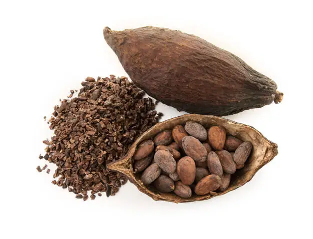 Dried Raw Cocoa Beans Weight Origin Type Variety Cacao Size Grade Place Model Maturity Criollo