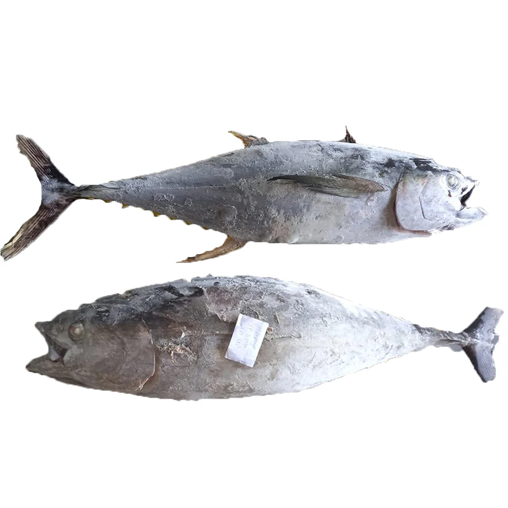 Seafood Body Whole Low-Fat Nutritious 20KG UP Frozen Yellowfin Tuna WR With GMP, ISO, HACCP Certification