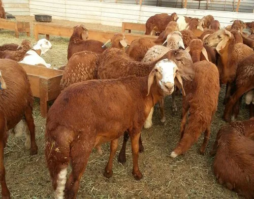 Sawakni sheep,cow,camel,sheep,goat,ox,bull