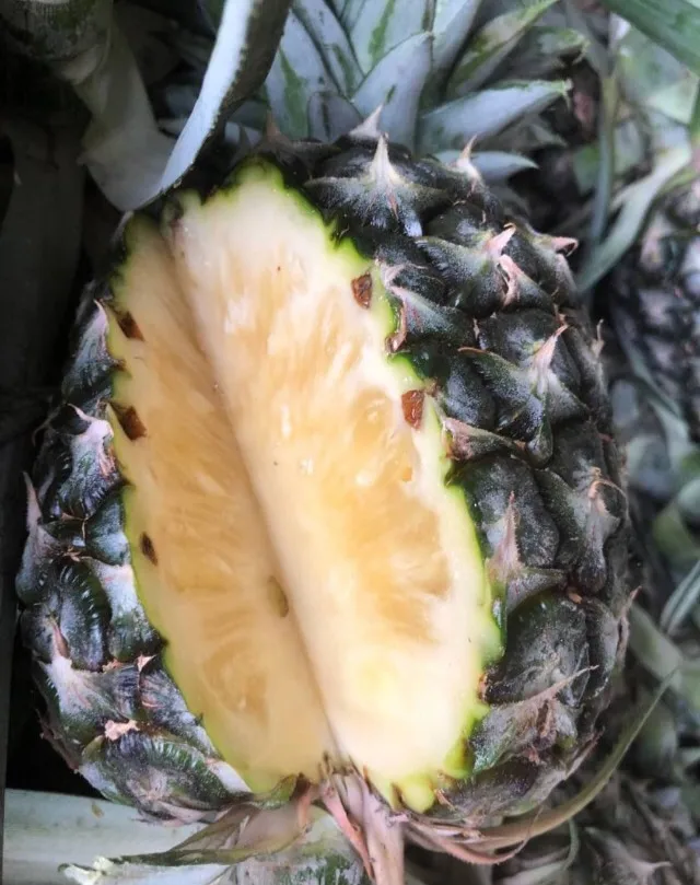 
EWC Brand Fruit For Sale Round Shape Fresh Juicy Taste Pineapple Shiracha SRPAP003 From Thailand 