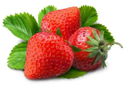 Best seller Fresh Strawberry Premium grade from Thailand by SP Organic International