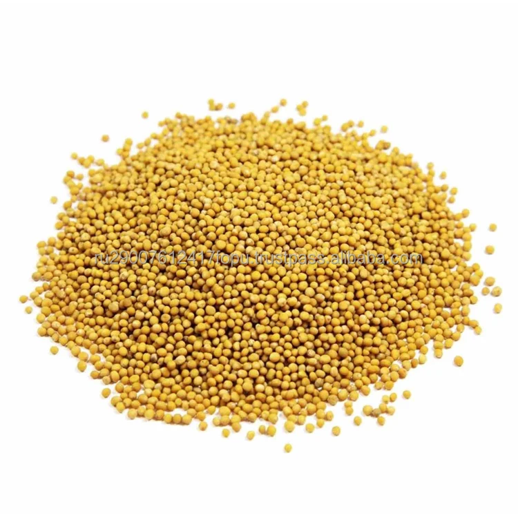 Семена желтой горчицы премиум-класса придают еде едкий острый вкус и для лечения многих заболеваний, горчицы