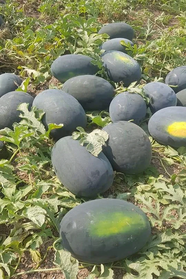  Семена гибридного арбуза Tiger King F1 по оптовой цене от 3 до 5 кг