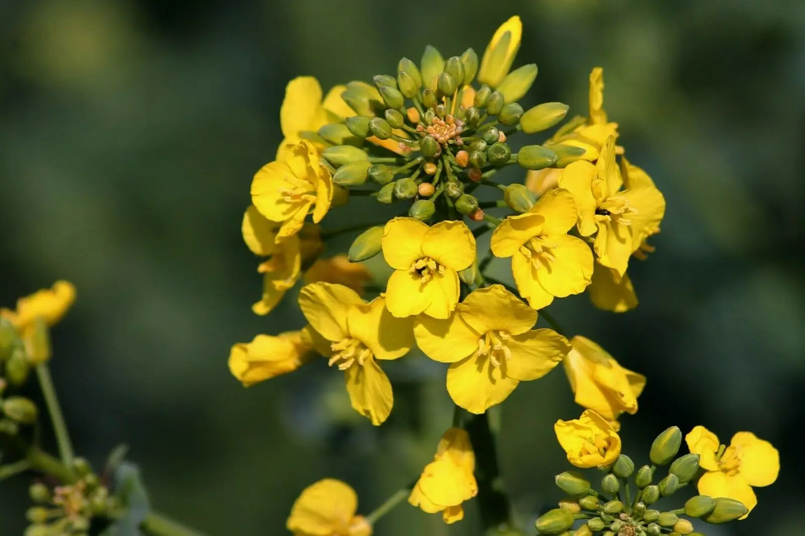 Refined Canola Oil