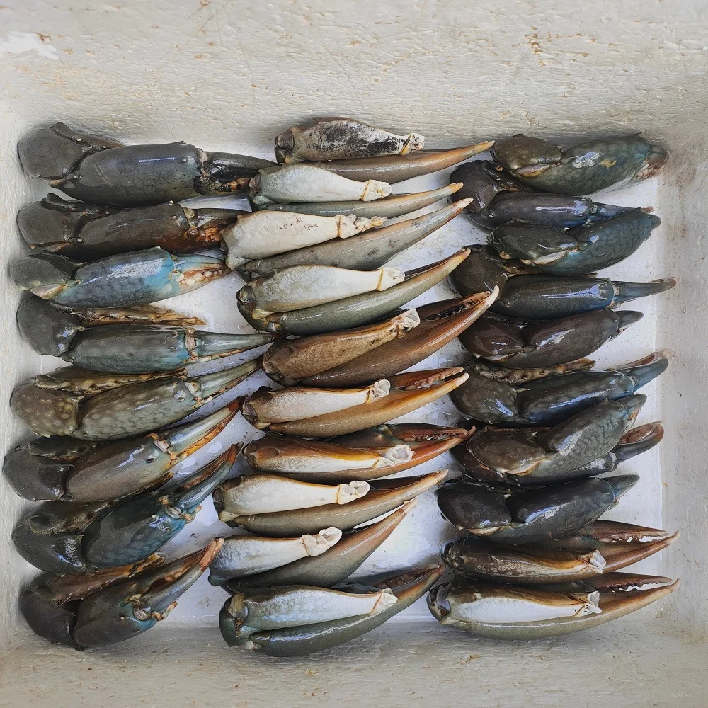 Краб свежие замороженные и живые грязевые крабы красные королевские мягкие Голубой краб