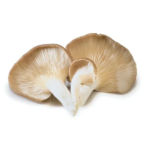 Dried Shiitake Mushroom Dried Food High Quality Shiitake Mushroom Wholesale Price