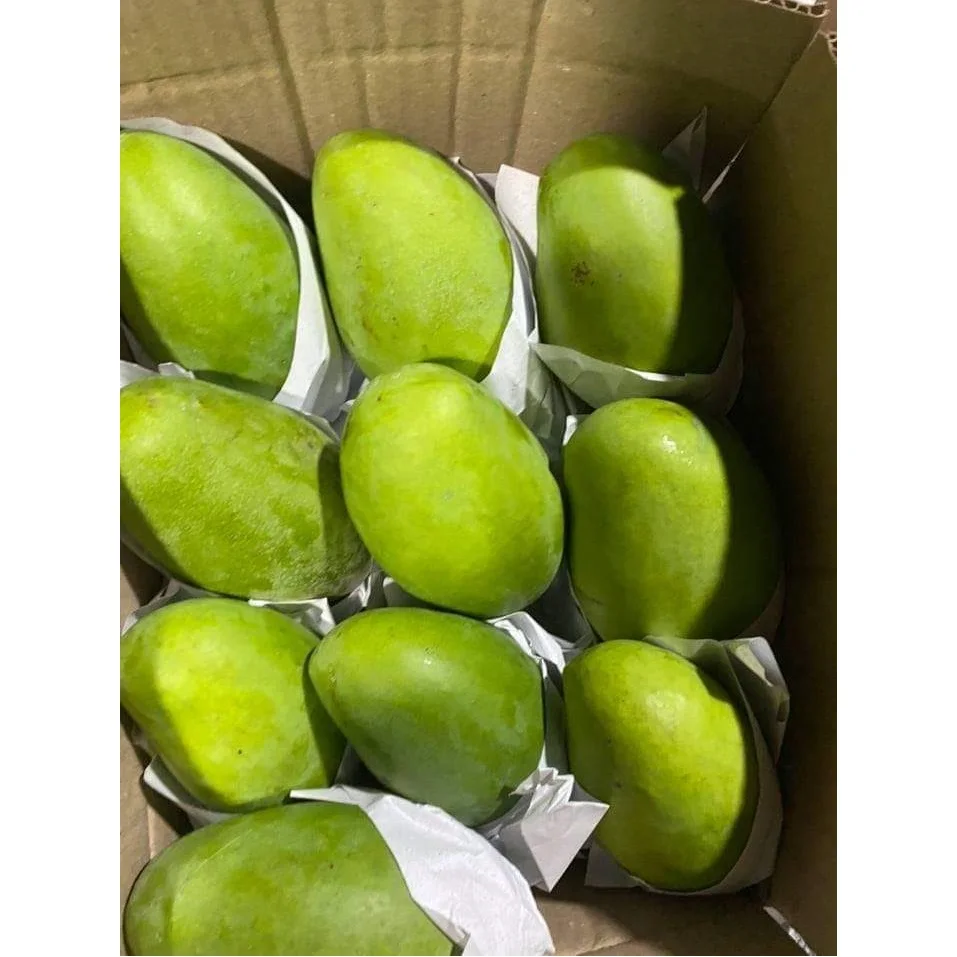 
Grade 1 Rich in Vitamins 10 -15 cm Per Piece Organic Fresh Mango With Color Green of Purple 