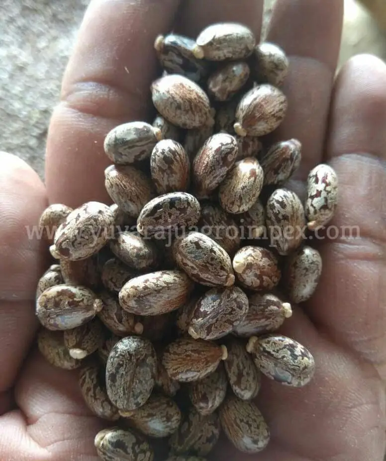 Семена касторов