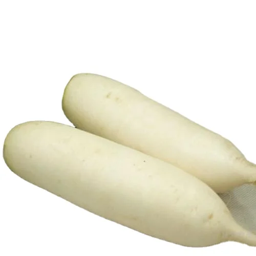 
Quality chinese fresh white radish / crispy turnip vegetable supply 