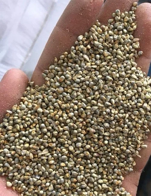 Green Millet At Bulk rate  from Ukraine