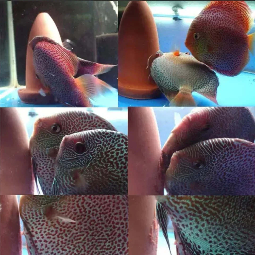  Керамические конусы для разведения рыбы пещера оранжевые аквариумные украшения ангела