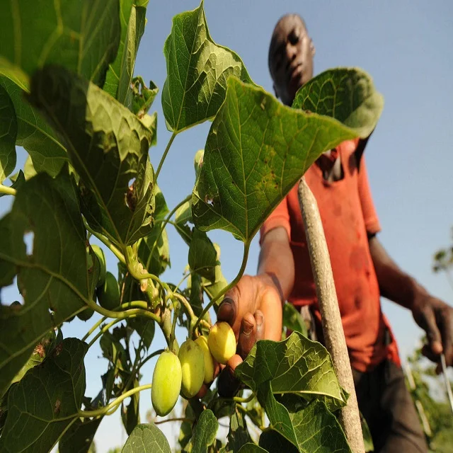 QUALITY REFINED Jatropha Curcas OIL AND Ratanjot Seeds - Jatropha Curces For Sowing