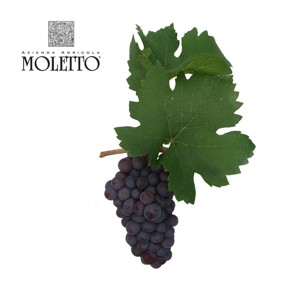 Pinot Grigio White Still Wine From Italy Veneto District Produced From Pinot Grigio Grapes