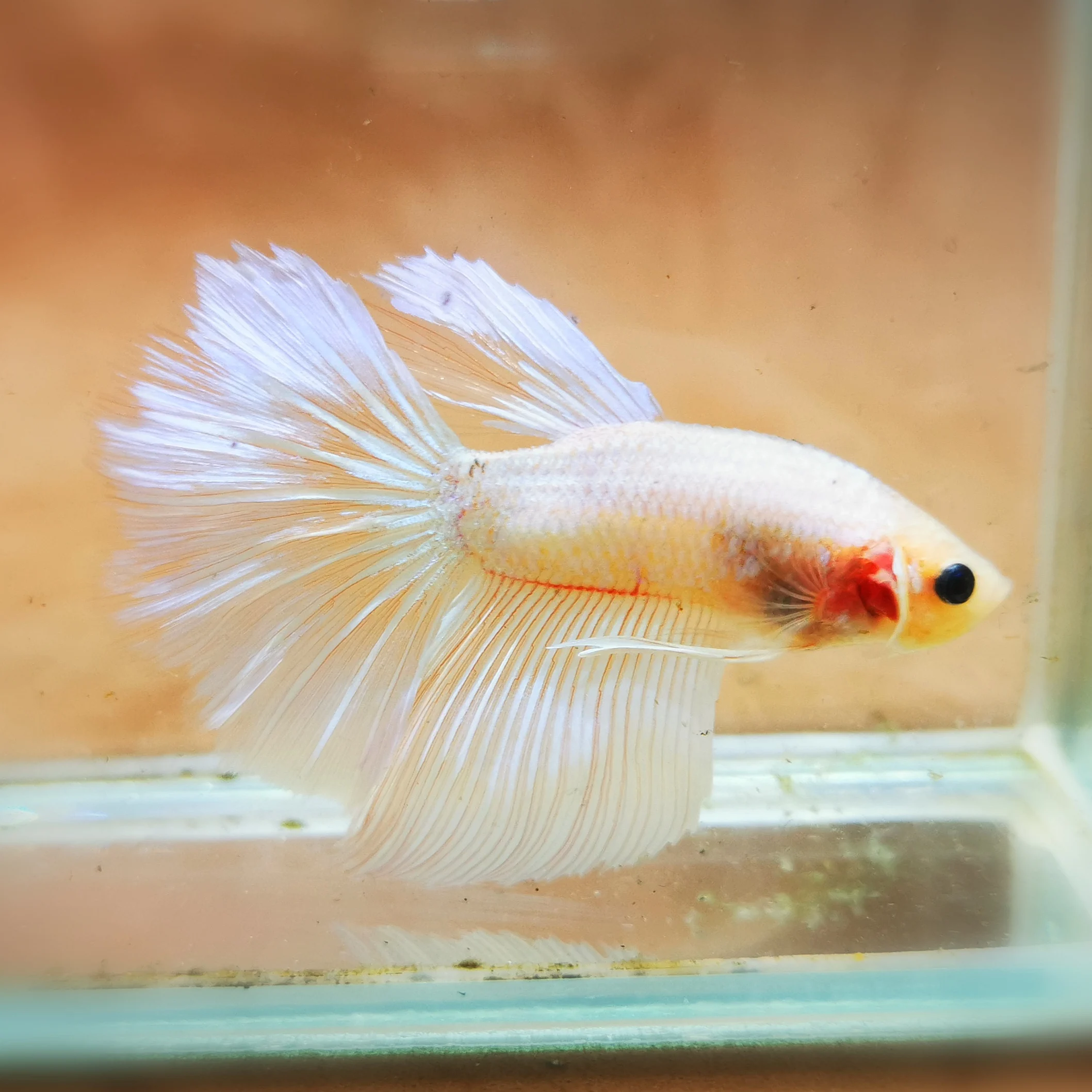 
Live HalfMoon Betta Fish - Fancy Transparent Color - Live Betta Fish - Siam Fighting Fish - Imported from Thailand 