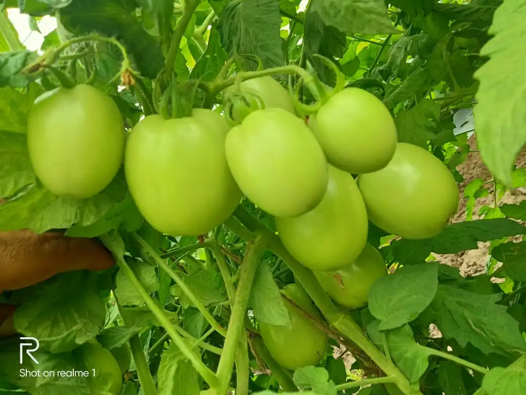 
CAMEROON PLANTATION HYBRID TOMATO SEEDS DISEASES RESISTANCE 