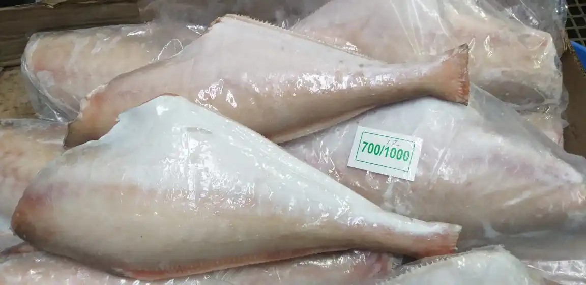 Frozen Leather jacket fish headless gutted tailless from India, Leather jacket fish HGT