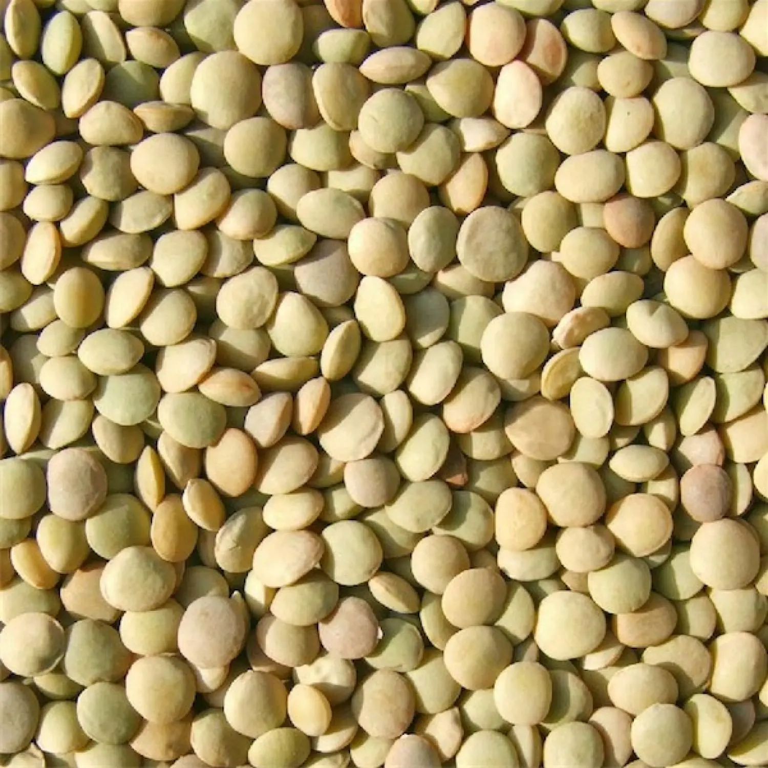 green lentils