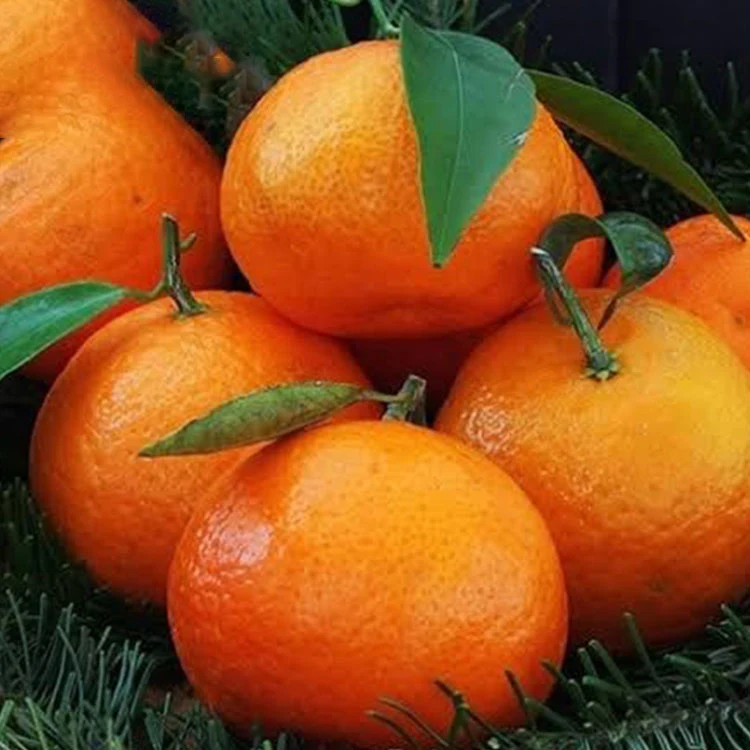 Kinnow Price Pakistan Sargodha Kinnow, Bulk Fresh mandarin orange