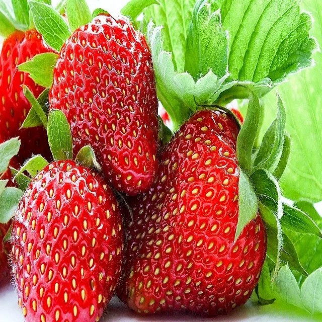 FROZEN STRAWBERRY PUREE - BRAND NAME: MEKONG HERBALS