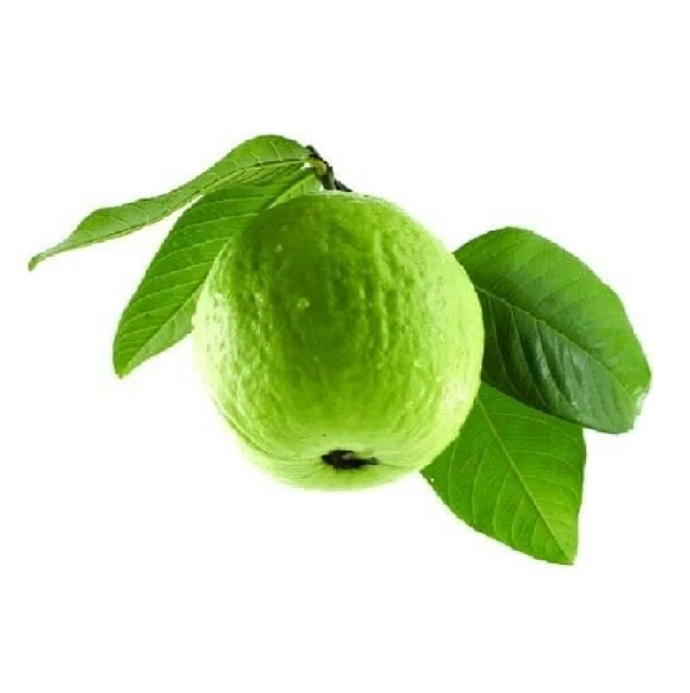 For Wholesale Fresh Fruit Red Guava Purchase Vietnam Rich Quality Good Taste