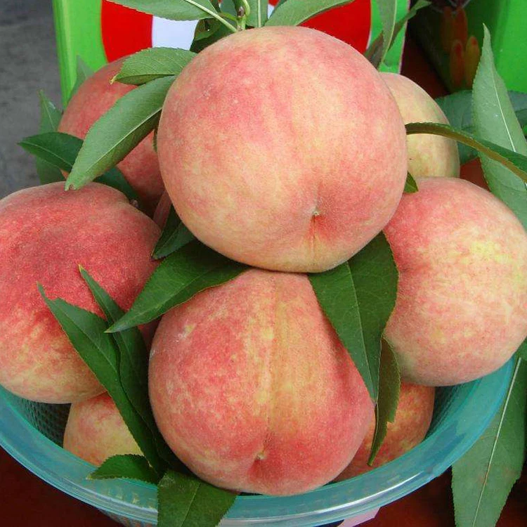 Лидер продаж 2021 вкусные фрукты свежие персик