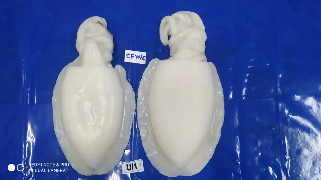 CUTTLEFISH WHOLE CLEANED