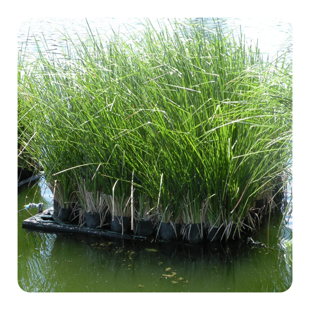 
Bulk Exporter Vetiver Grass Oil Aromatherapy Natural Grass Essential Vetiver Oil 