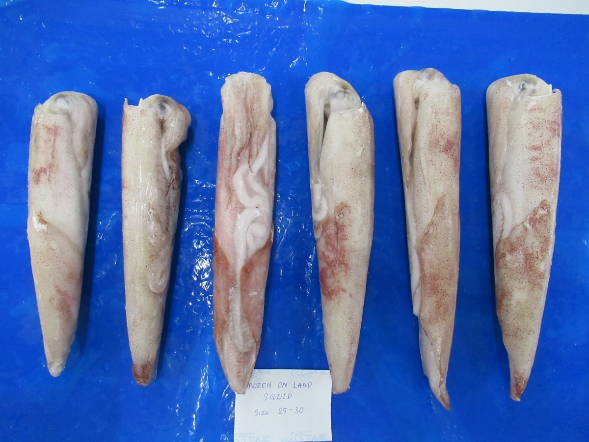 Vietnam seafood frozen squid wild caught loligo squid whole round