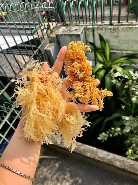  Органический ирландский Мох/морской мох по конкурентоспособным ценам для оптовиков/г-жа Май + 84 904 183 651