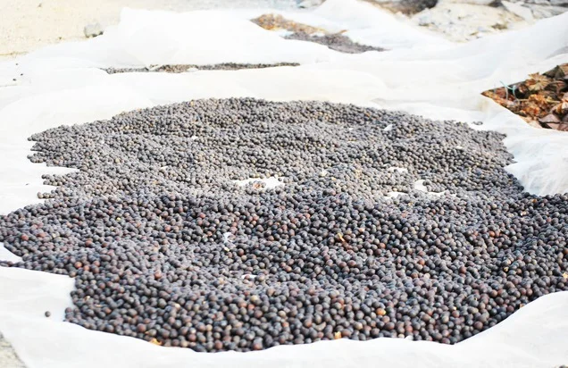 Сушеные Семена лотоса по лучшей цене семена из черного железа Вьетнама