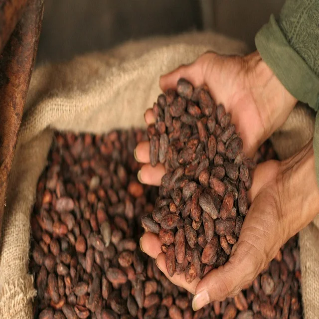 
Certified Organic Cacao Nibs, Raw, Criollo from Peru 