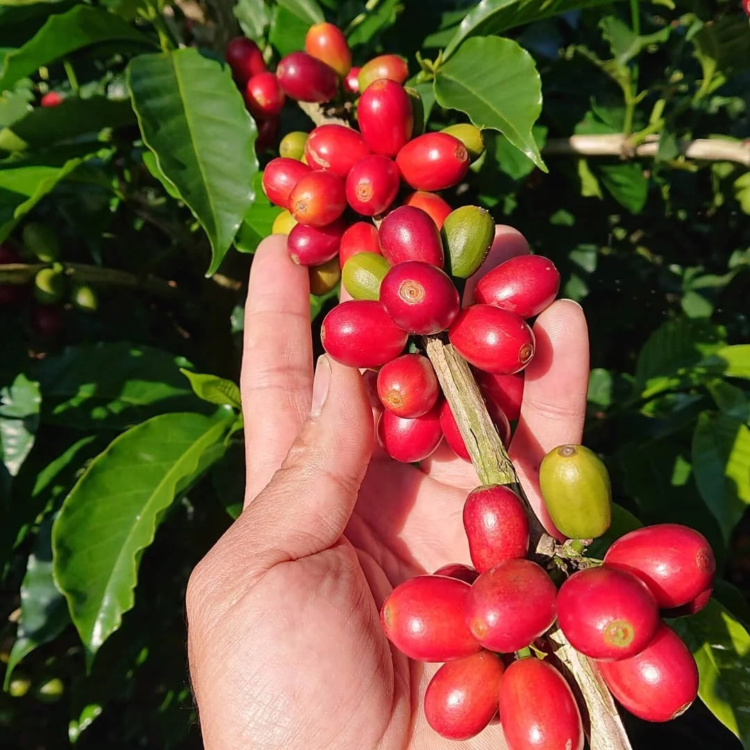 Best Bulk Green Raw Arabica Coffee Beans Sample Provided