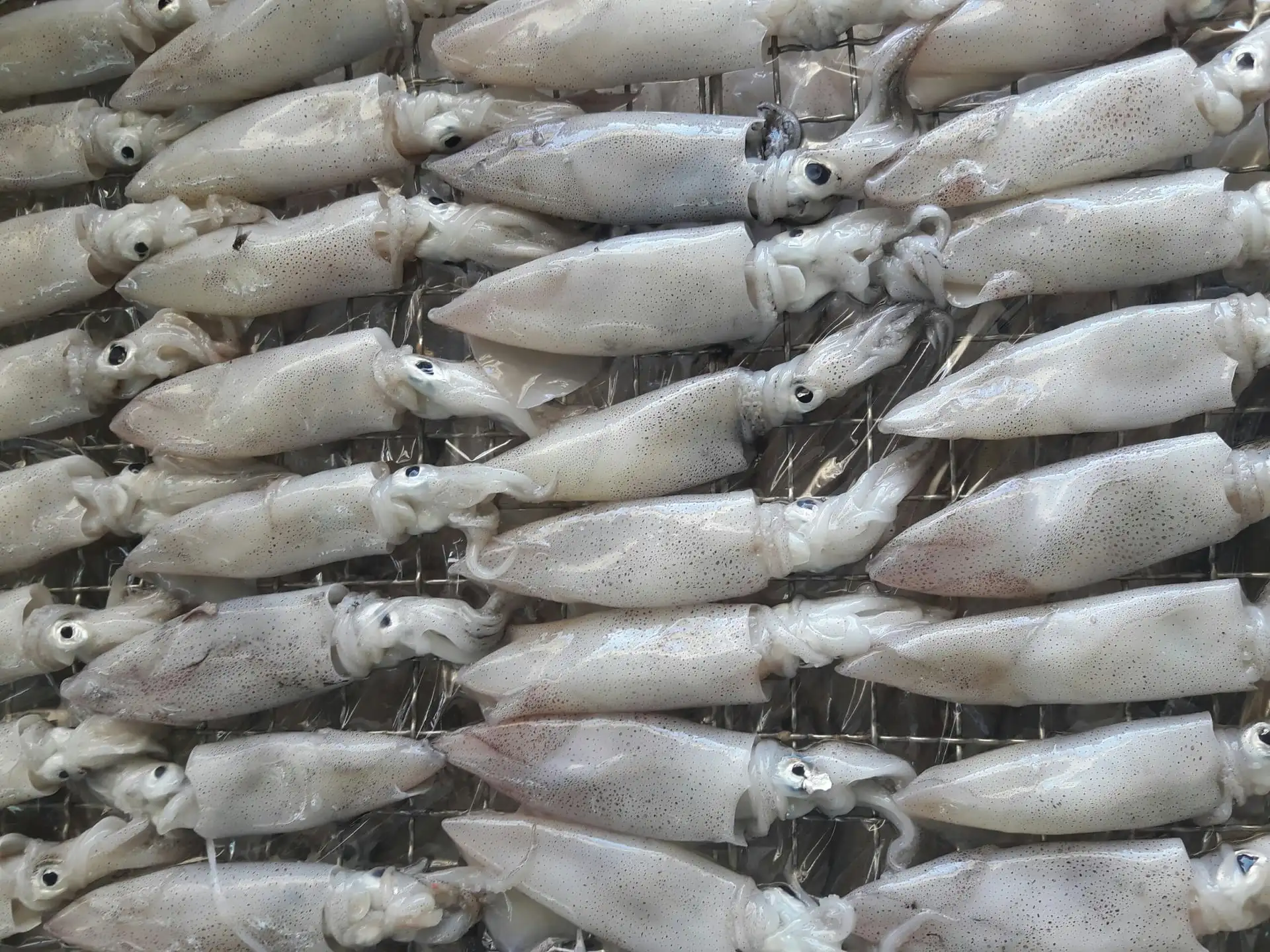 Best Price Fresh and Natural Frozen Seafood 500gr in PE bag Squid With OCOP Certification Fom Vietnam