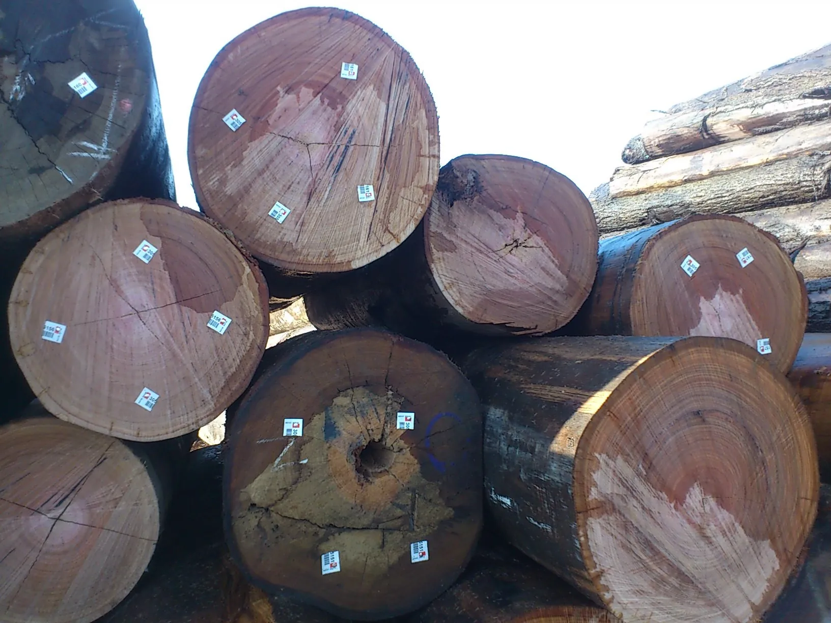 
Australian species Eucalyptus timber logs and sawn timber Blackbutt & Spotted Gum 