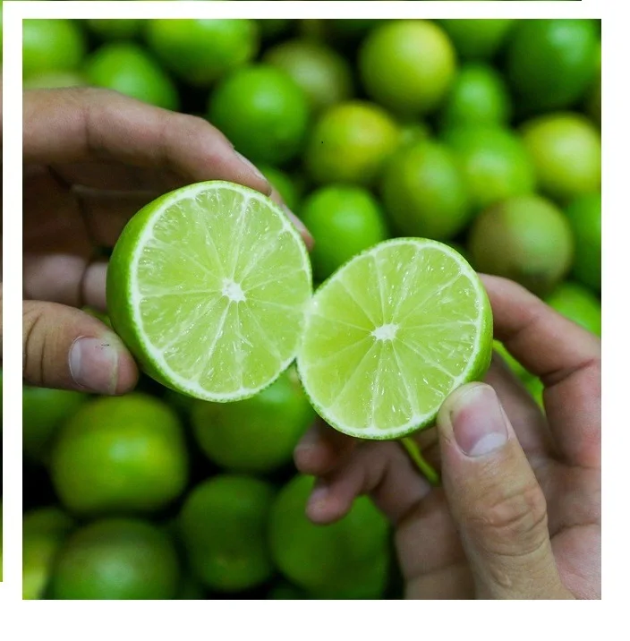Fresh Seedless Lime Vietnam Cheap Price Green Lemon +84 348130861