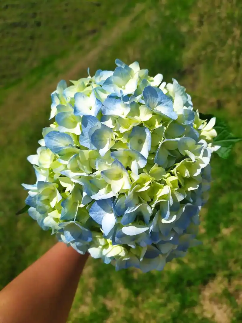 decorative flowers Real fresh cut Hydrangea high quality premium  size (20/21) cm acqua light Blu colour fresh flowers