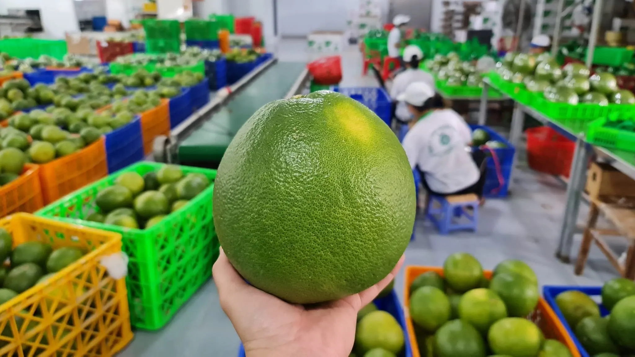 Fresh Green Pomelo In Vietnam 2022, pomelo/Grapefruit Healthy Nutritious Fresh Sweet dried grapefruit