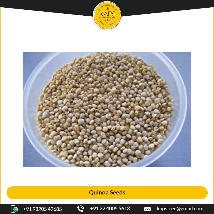 Удивительная распродажа семян Quinoa высшего качества от ведущего поставщика