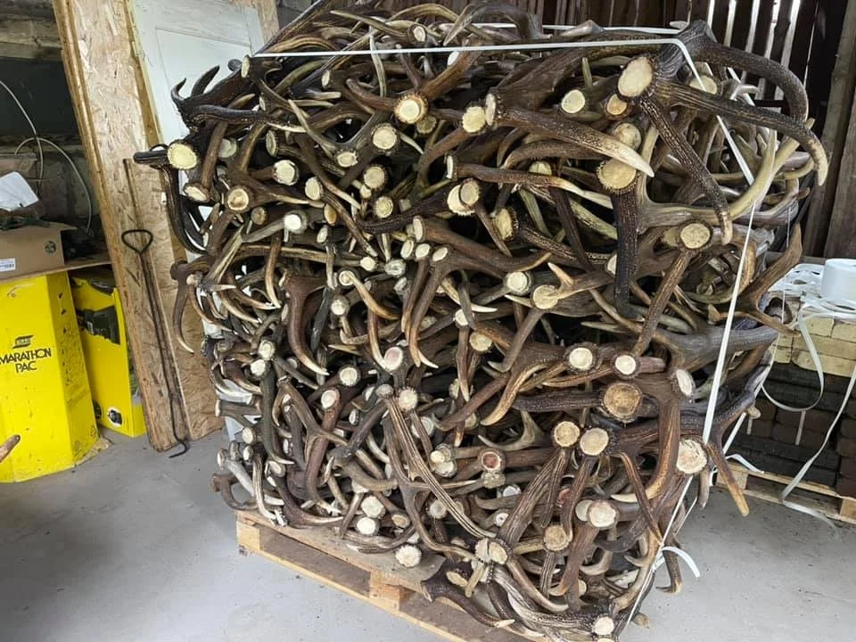 Quality Red Deer Antlers Red Deer Antlers Horns