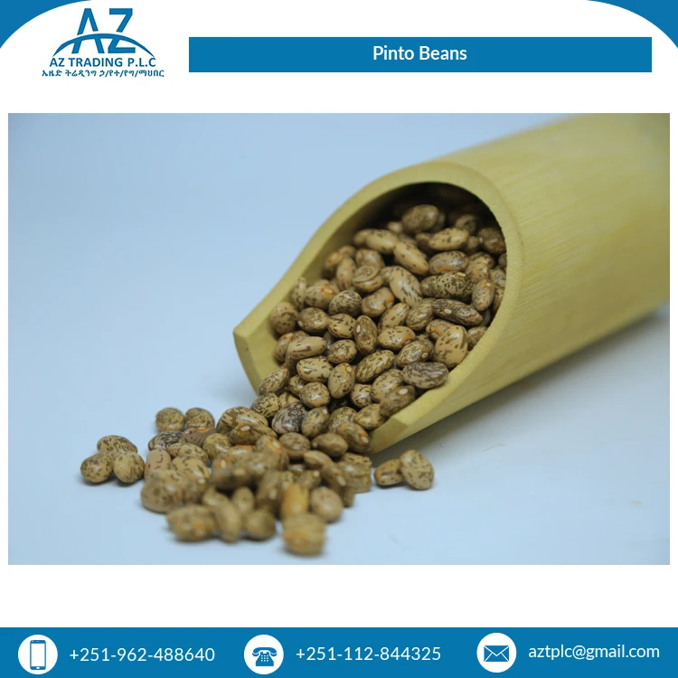 Best Selling Fresh 2 Year Shelf Life Wholesale Natural Hand Picked Pinto Beans at Least Price